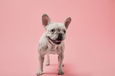 small french bulldog on pink background clipart