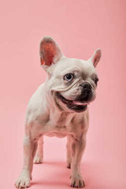 pembe bir arka plan üzerinde beyaz bulldog Fransız