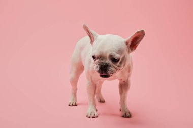 pembe bir arka plan üzerinde küçük Fransız beyaz bulldog