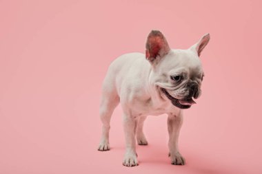 white french bulldog with dark nouse and mouth on pink background clipart