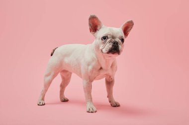french bulldog with white color and dark nose on pink background clipart