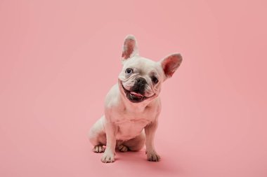 small french bulldog with dark nose on pink background clipart