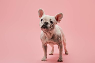white french bulldog with black nose on pink background clipart