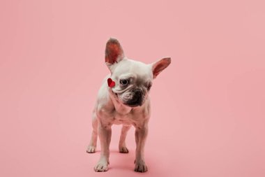 white french bulldog with red heart on muzzle and black nose on pink background clipart