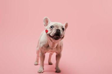 french bulldog with red heart on muzzle and black nose on pink background clipart