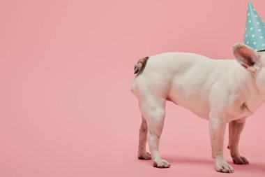 Fransız buldozer mavi Doğum günü şapkalı görünümünü pembe bir arka plan üzerinde kırpılmış