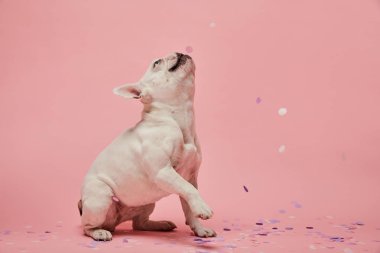 pembe arka plan üzerine konfeti ile beyaz Fransız buldozer