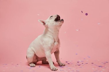 konfeti ve pembe arka plan açık ağız ile beyaz Fransız buldozer