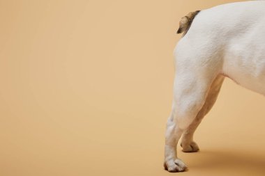 konfeti ile bej renkli arka plan üzerinde beyaz köpek görünümü kırpılmış