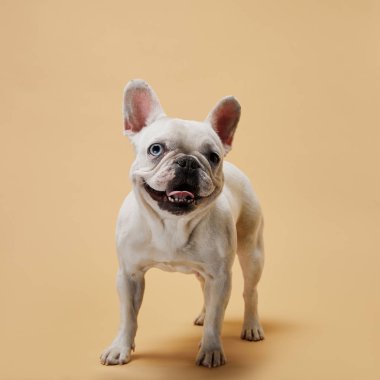 white french bulldog with dark nose and mouth on beige background clipart
