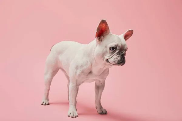 Bulldog Francés Blanco Con Nariz Oscura Sobre Fondo Rosa — Foto de Stock