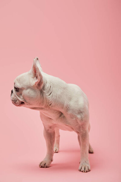 french bulldog turned to side on pink background