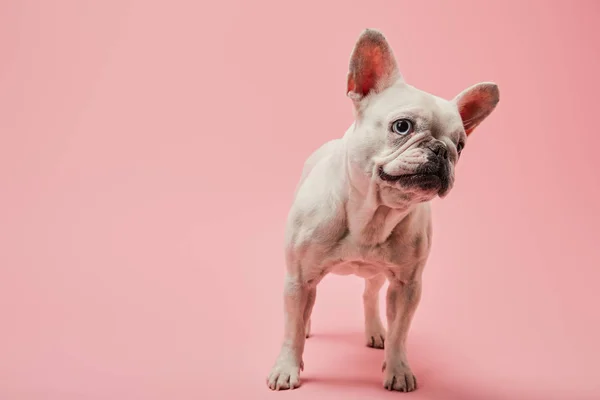 Bulldog Francés Color Blanco Con Nariz Oscura Sobre Fondo Rosa —  Fotos de Stock