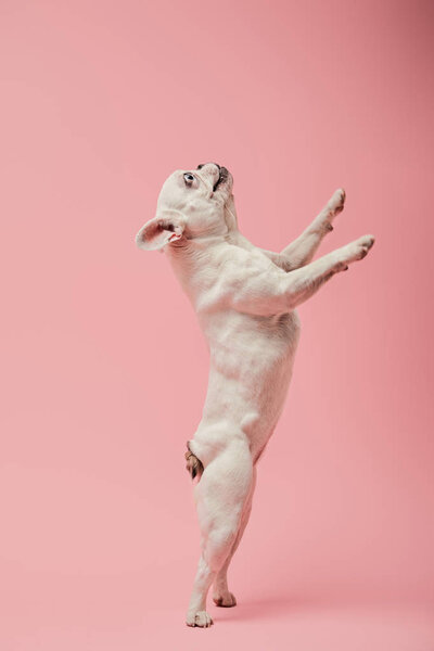 french bulldog on hind paws on pink background