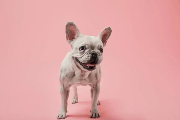 Pequeno Bulldog Francês Fundo Rosa — Fotografia de Stock