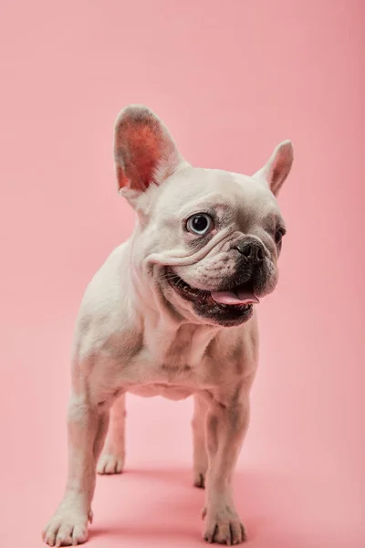 Pembe Bir Arka Plan Üzerinde Beyaz Bulldog Fransız — Stok fotoğraf