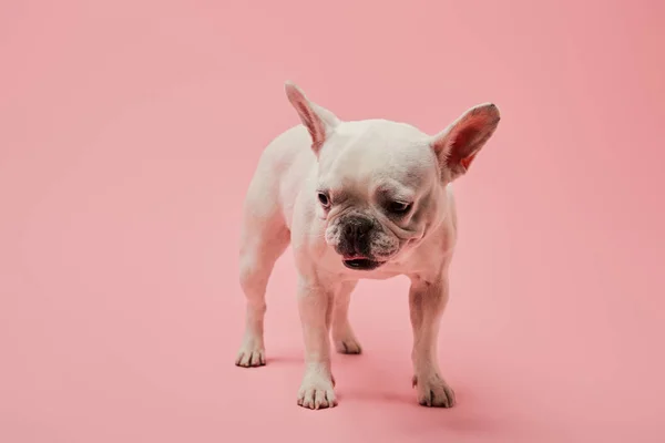 Pembe Bir Arka Plan Üzerinde Küçük Fransız Beyaz Bulldog — Stok fotoğraf