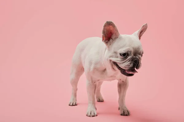 Bulldog Francés Blanco Con Piojo Oscuro Boca Sobre Fondo Rosa — Foto de Stock