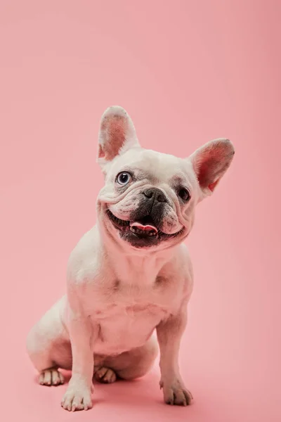 Bulldog Francés Con Color Blanco Sobre Fondo Rosa — Foto de Stock