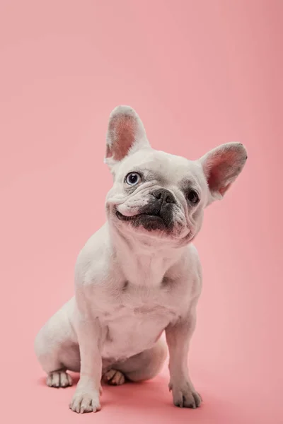 Ranskalainen Bulldog Söpö Kuono Vaaleanpunainen Tausta — kuvapankkivalokuva