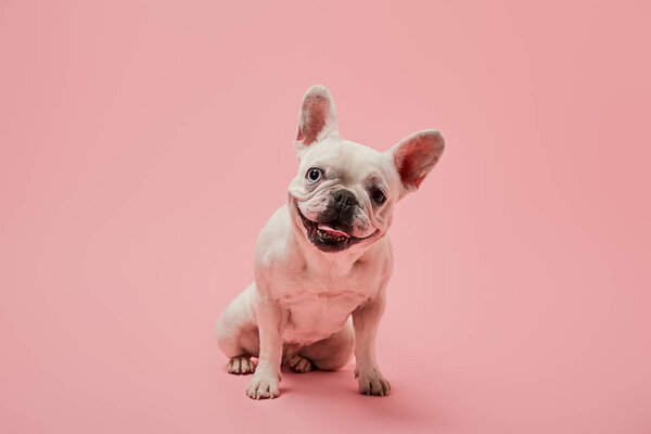 small french bulldog with dark nose on pink background