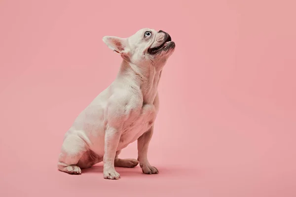 白色法国斗牛犬头在粉红色的背景 — 图库照片