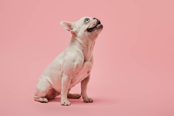 white french bulldog head up on pink background