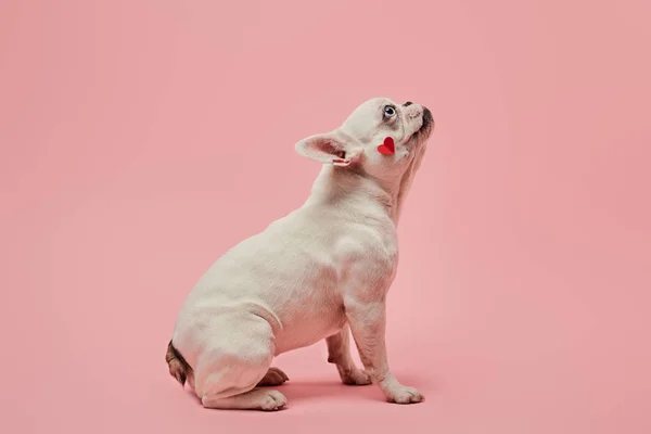 Bouledogue Français Avec Coeur Rouge Sur Museau Sur Fond Rose — Photo