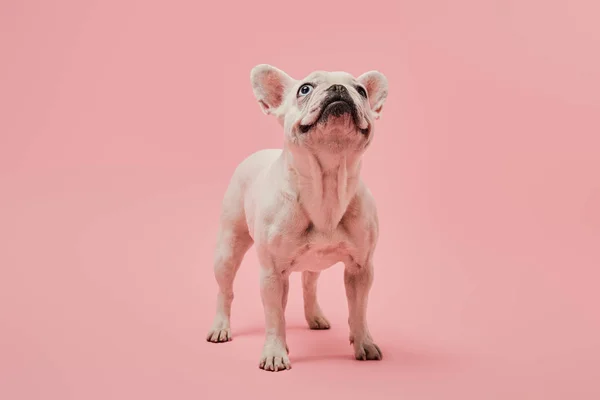 Bulldog Francês Com Nariz Escuro Cabeça Para Cima Fundo Rosa — Fotografia de Stock
