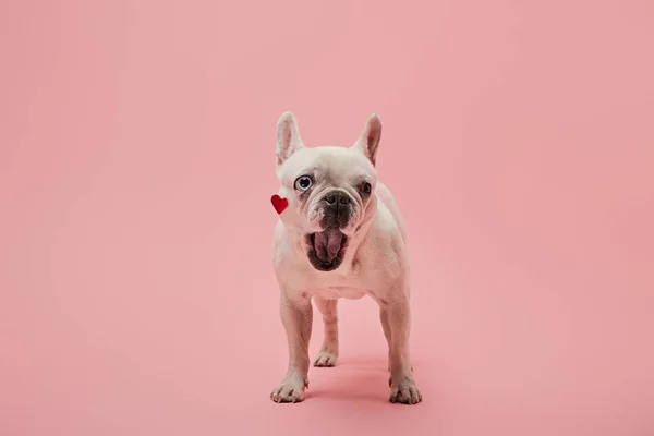 Белый Французский Бульдог Красным Сердцем Морде Открытым Ртом Розовом Фоне — стоковое фото