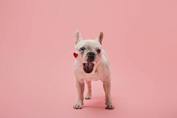 white french bulldog with red heart on muzzle and open mouth on pink background