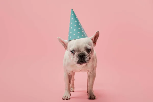 Bulldog Francês Com Boné Aniversário Azul Fundo Rosa — Fotografia de Stock