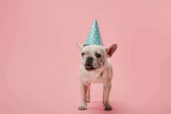 Franse Bulldog Met Donkere Neus Blauwe Verjaardag Dop Roze Achtergrond — Stockfoto