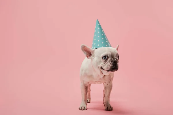 法国斗牛犬在蓝色生日帽在粉红色的背景 — 图库照片