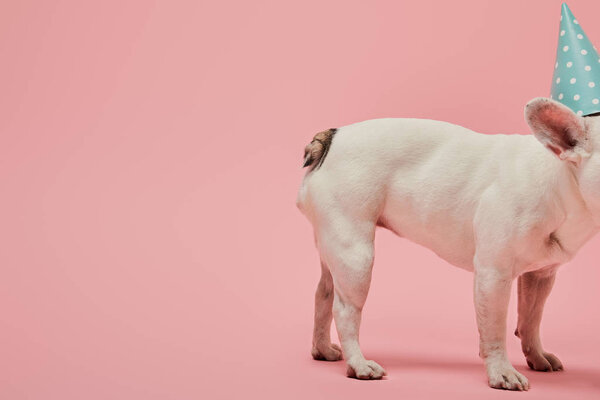 cropped view of french bulldog in blue birthday cap on pink background