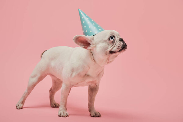 white french bulldog with dark nose and blue birthday cap on pink background