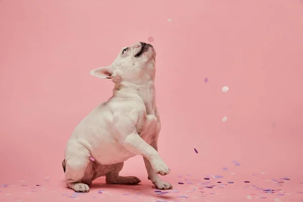 Bulldog Perancis Putih Dengan Confetti Latar Belakang Merah Muda — Stok Foto
