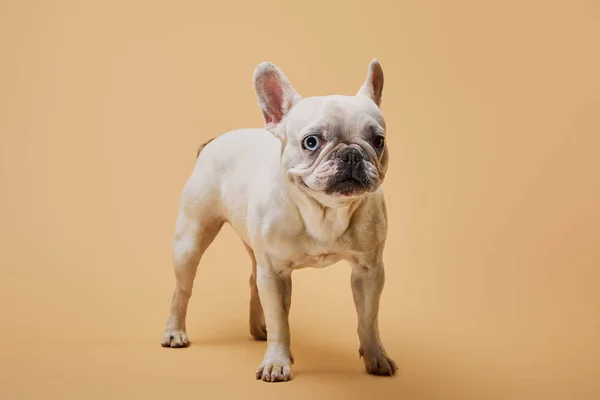 Bulldog Perancis Putih Dengan Hidung Hitam Latar Beige — Stok Foto