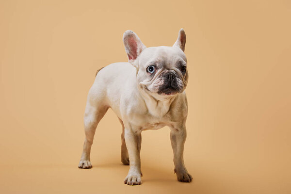 white french bulldog with black nose on beige background