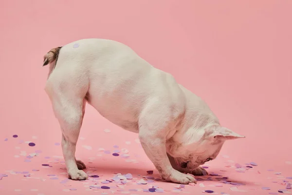 Cane Colore Chiaro Con Testa Giù Coriandoli Sfondo Rosa — Foto Stock