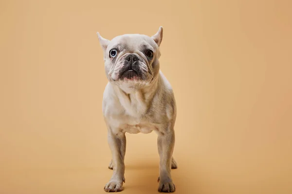 Bulldog Francés Blanco Con Nariz Oscura Sobre Fondo Beige —  Fotos de Stock