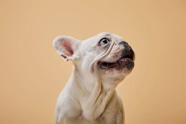 Bulldog Francés Blanco Con Piojo Oscuro Boca Sobre Fondo Beige — Foto de Stock