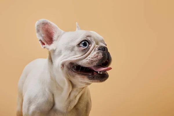 Bulldog Francés Con Piojo Oscuro Boca Sobre Fondo Beige — Foto de Stock