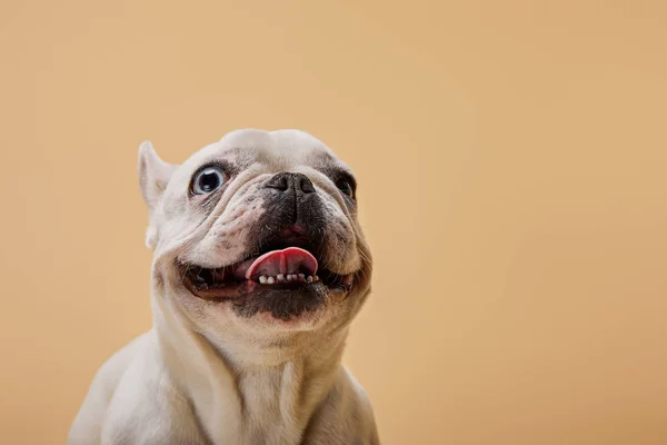 Ranskalainen Bulldog Valkoinen Väri Tumma Nenä Beige Tausta — kuvapankkivalokuva