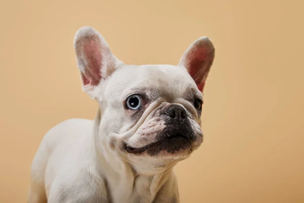 White French Bulldog Black Nose Beige Background — Stock Photo, Image