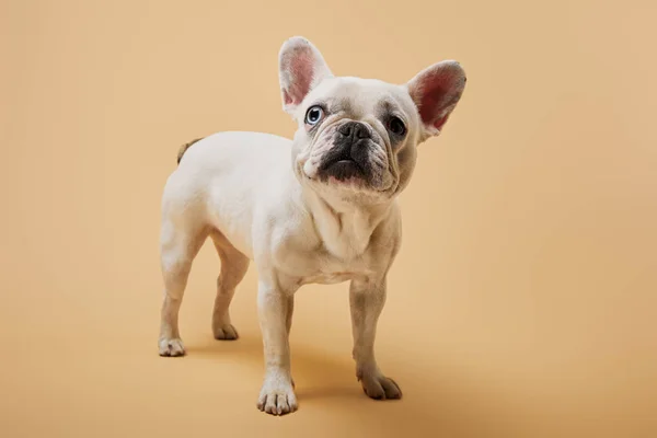 Pequeno Bulldog Francês Com Nariz Escuro Fundo Bege — Fotografia de Stock