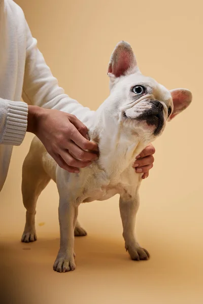 Cropped View Woman Touching French Bulldog Beige Background — Stock Photo, Image