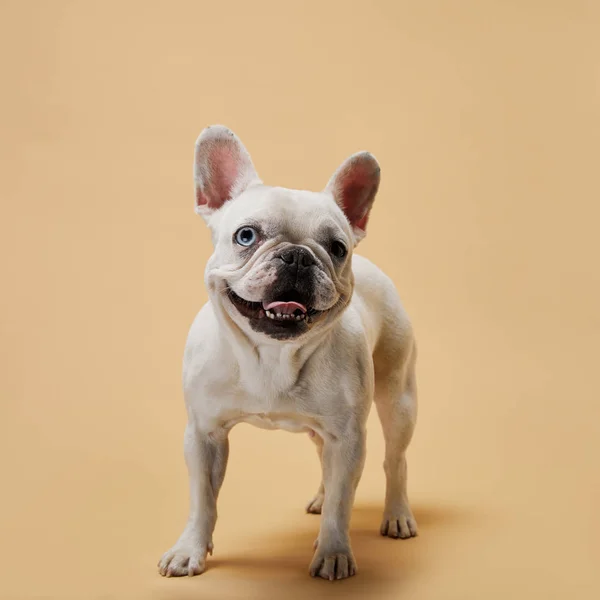 Witte Franse Bulldog Met Donkere Neus Mond Beige Achtergrond — Stockfoto