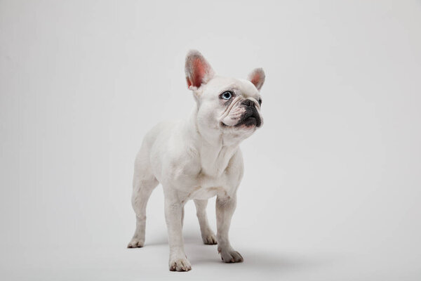 french bulldog with dark nouse and mouth on white background