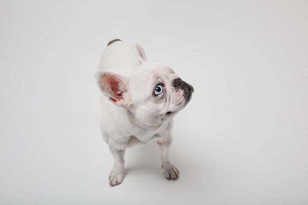 french bulldog with dark nouse on white background